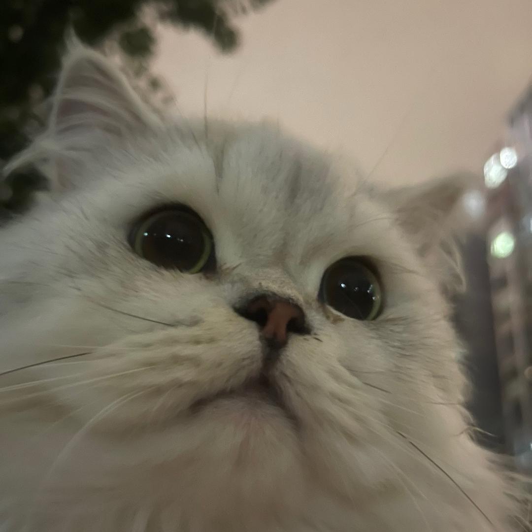 凶凶疯了