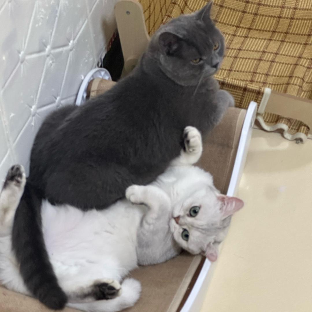 三火🎤孙焱彬12月15.16六周年索图