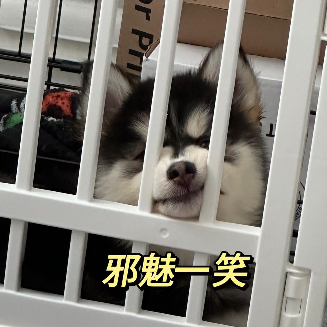 西奥路易斯的干饭日记