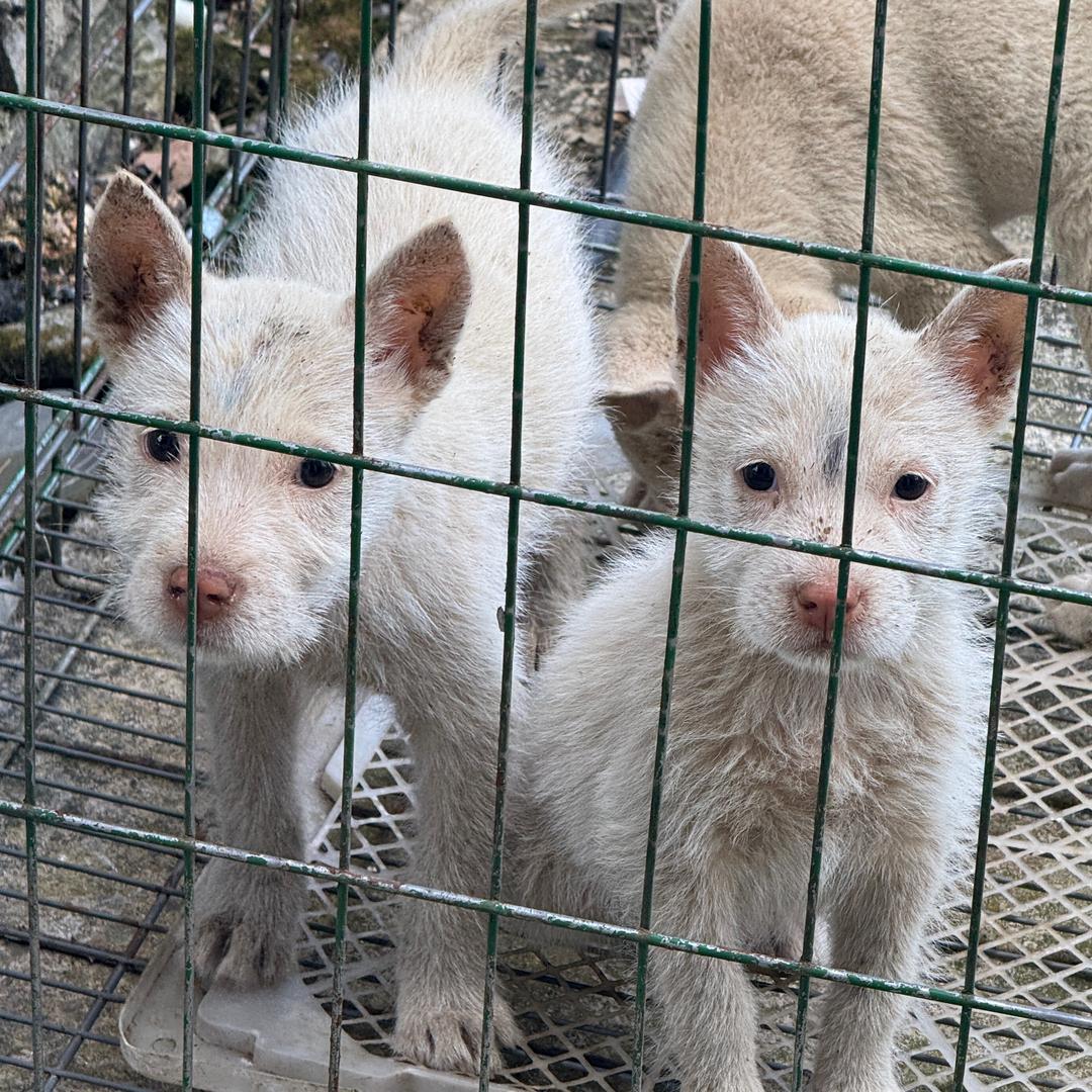 乡村寻猎（小余总）