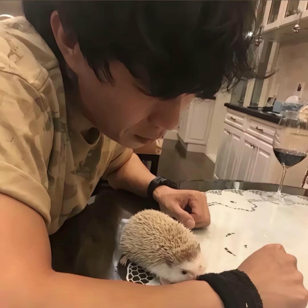 .半岛铁盒🦔