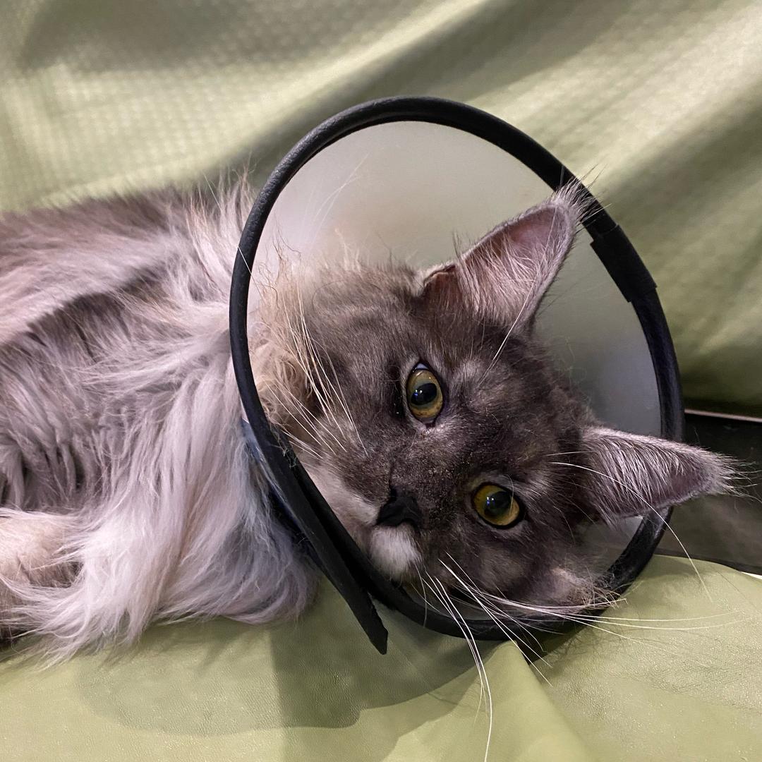 蛋蛋超可爱的摊