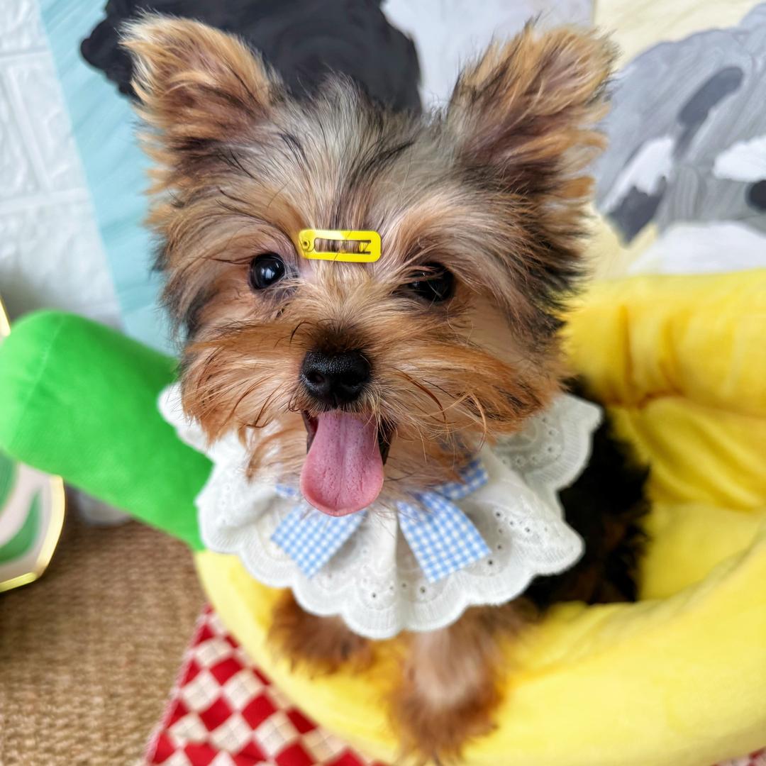 悦宠优选商贸小店