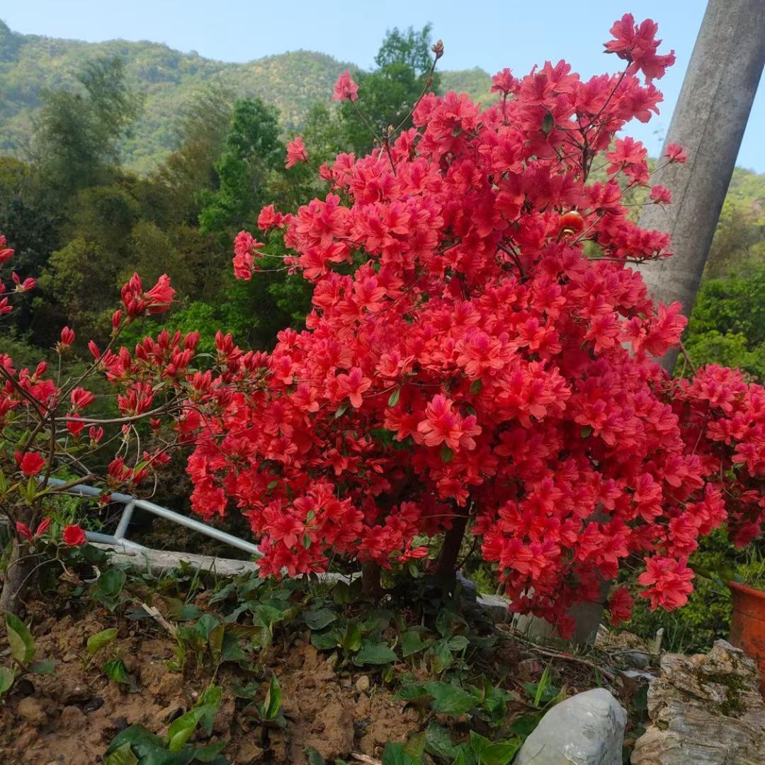 美姐