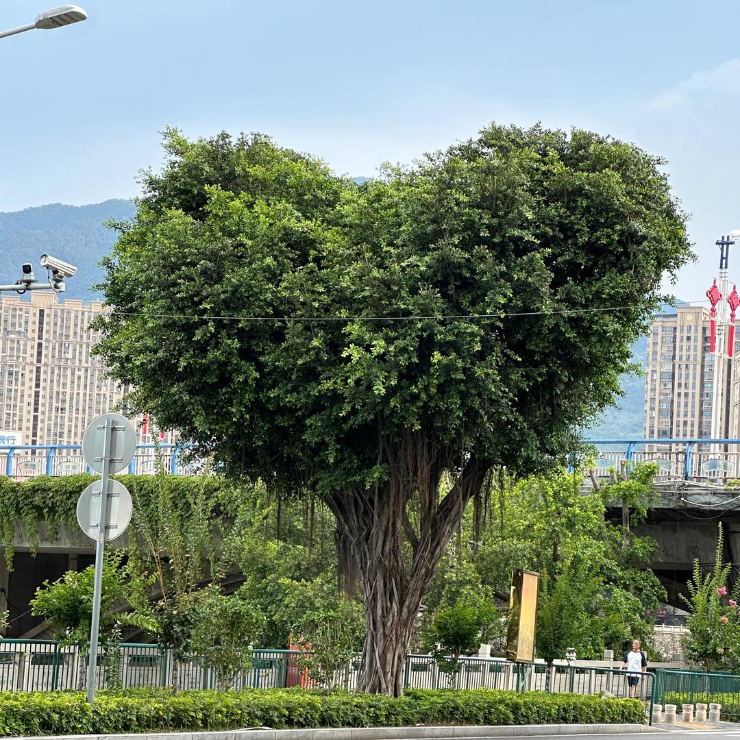 晓晓优选