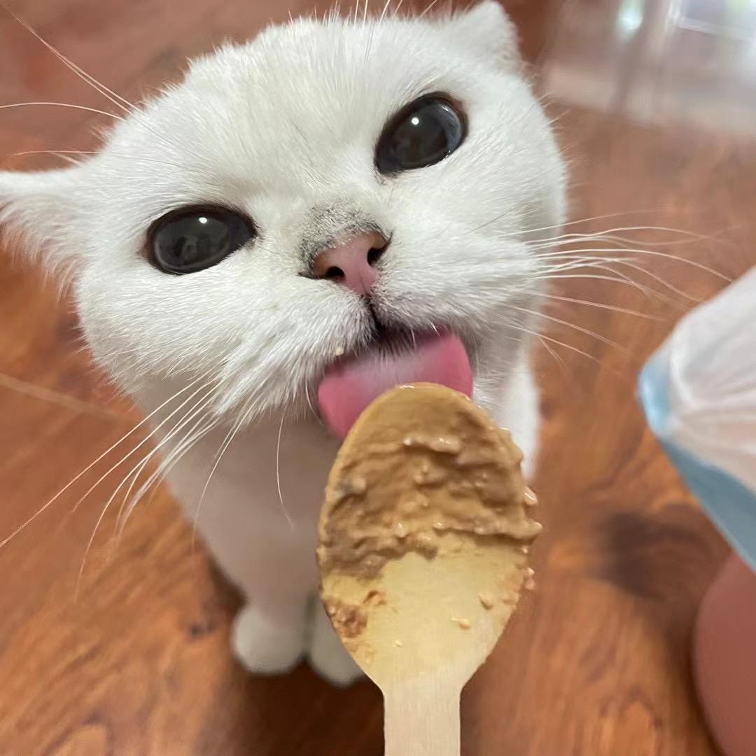 两只咪猪🐷