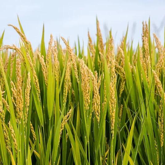 稻香米米🌾