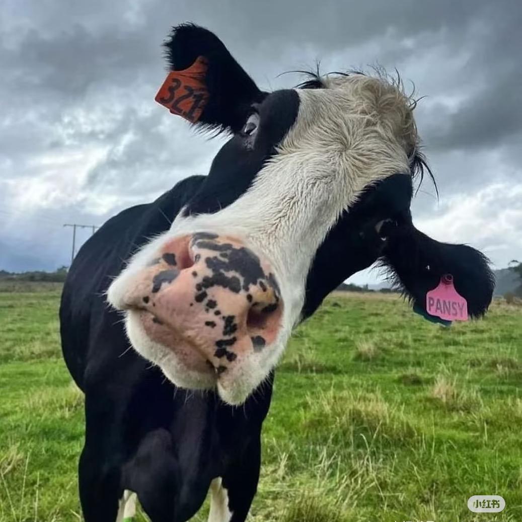 一只遛狗运动员