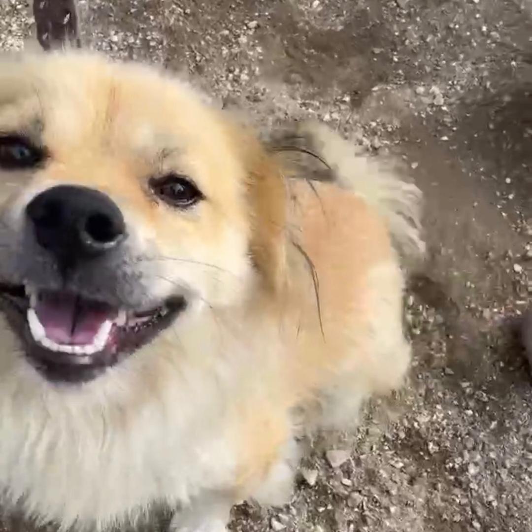 汉堡里的番茄片