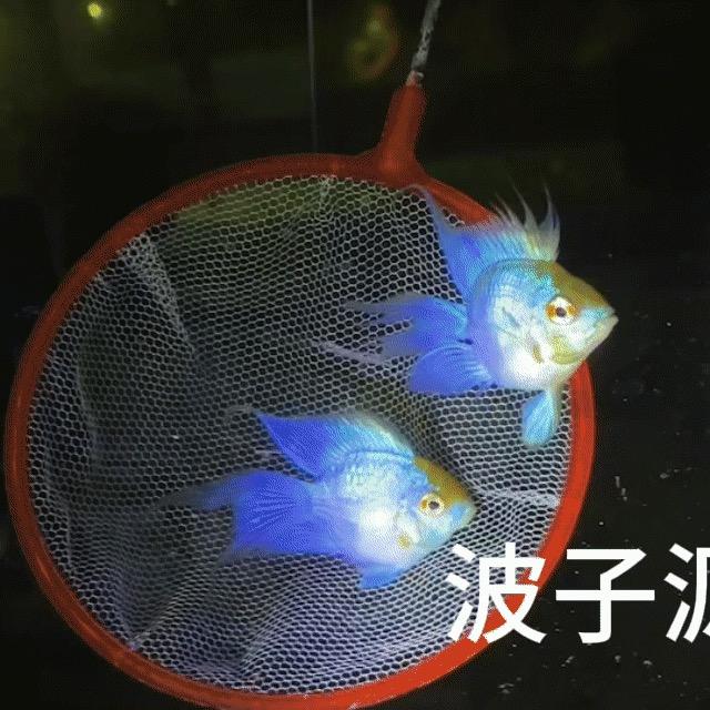 波子源头渔场的直播号