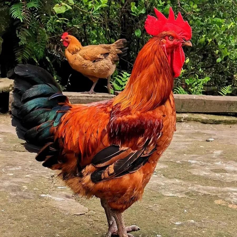 小满萌宠