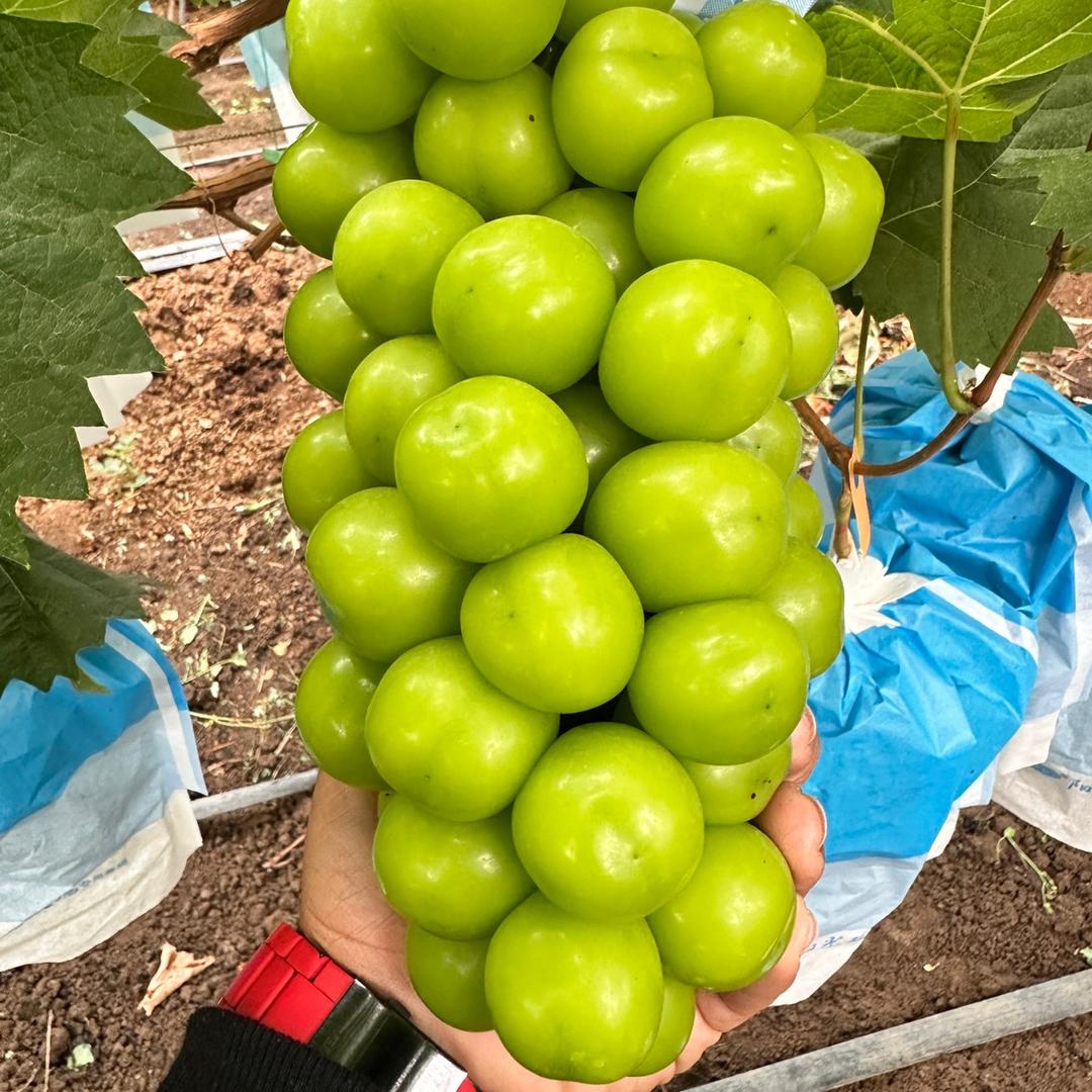 🦜易香果业🍇小张