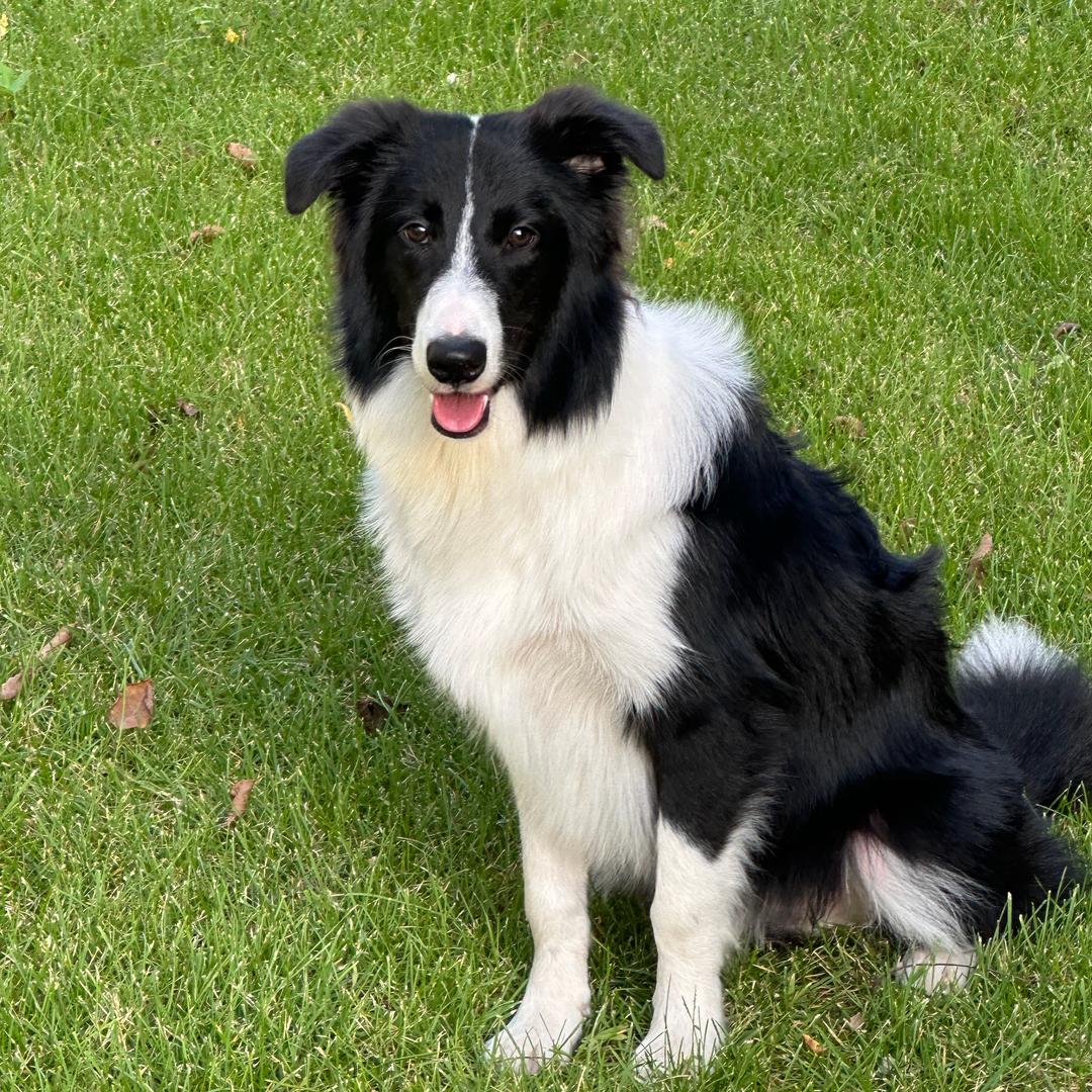 🎈气球🎈专属