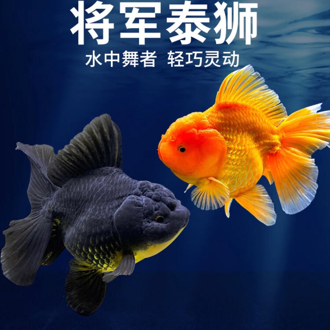 大美家高端鱼