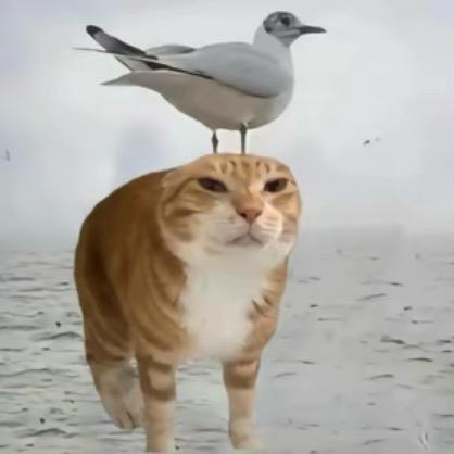 AAA专业厨师罗师傅