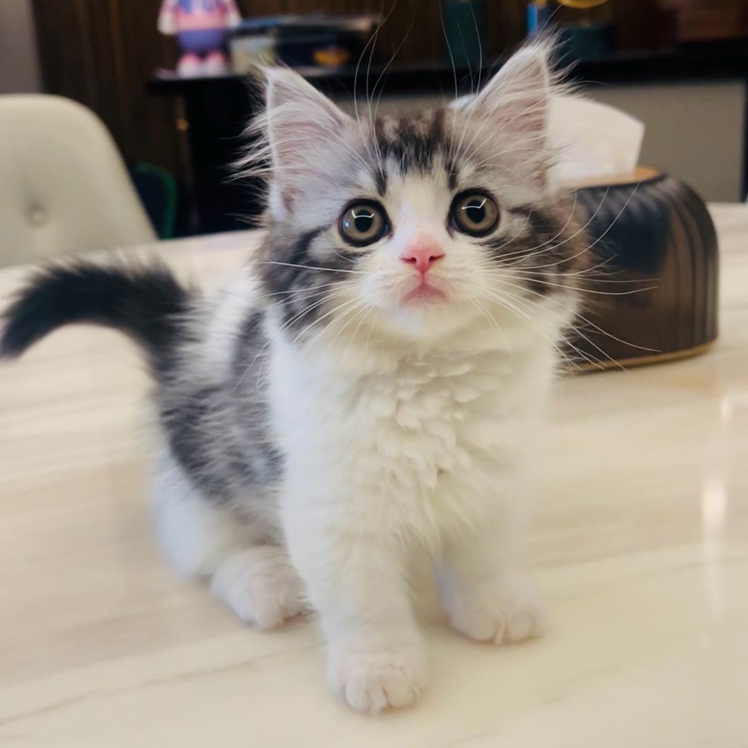 可可是只起司猫