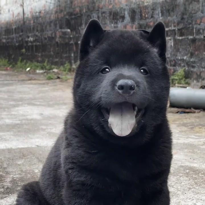 淘只田园犬吧-阿浩