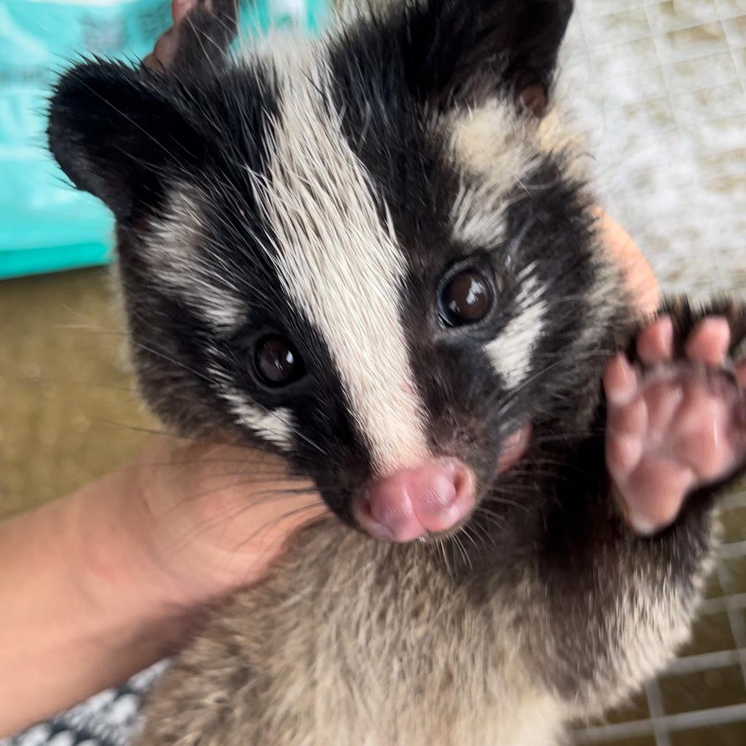 佛山果子狸专业养殖