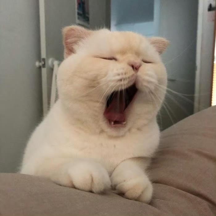 十九是只猫儿