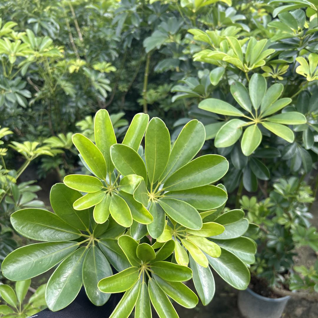 直男绿植基地
