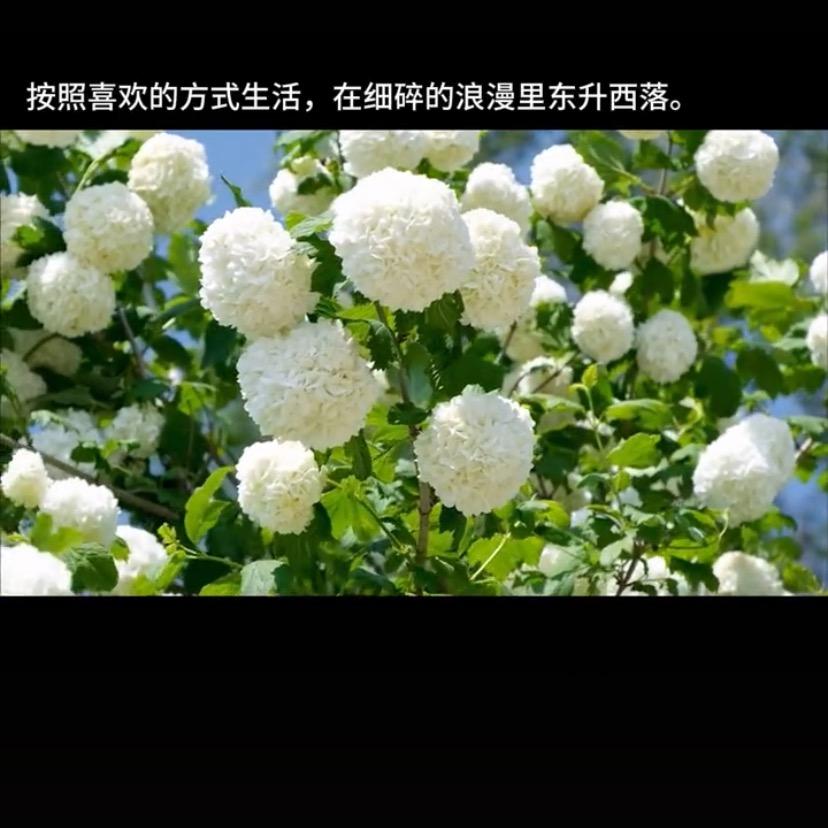 阿飞呀