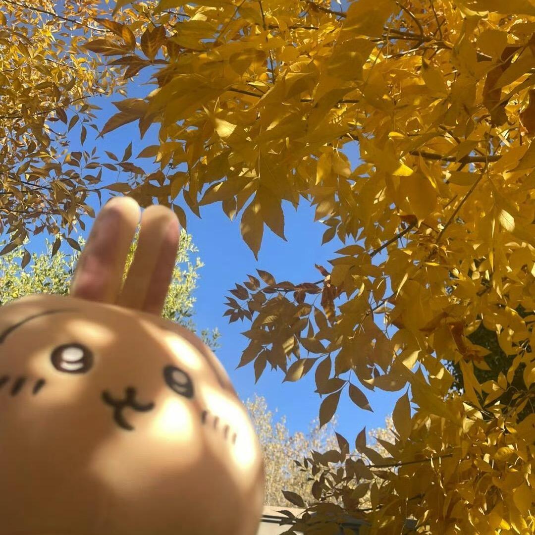 橙子优选