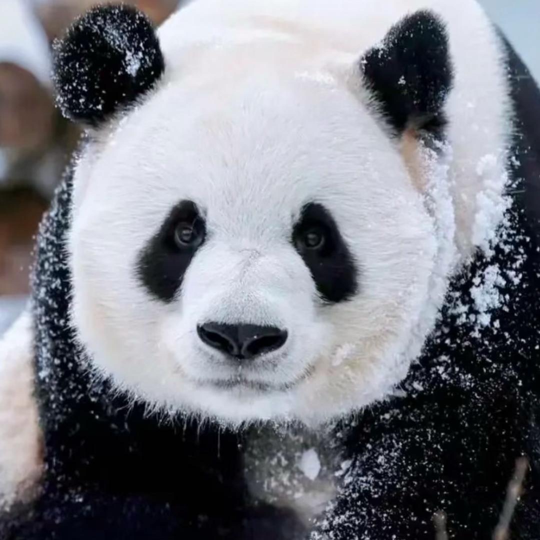 Fubao