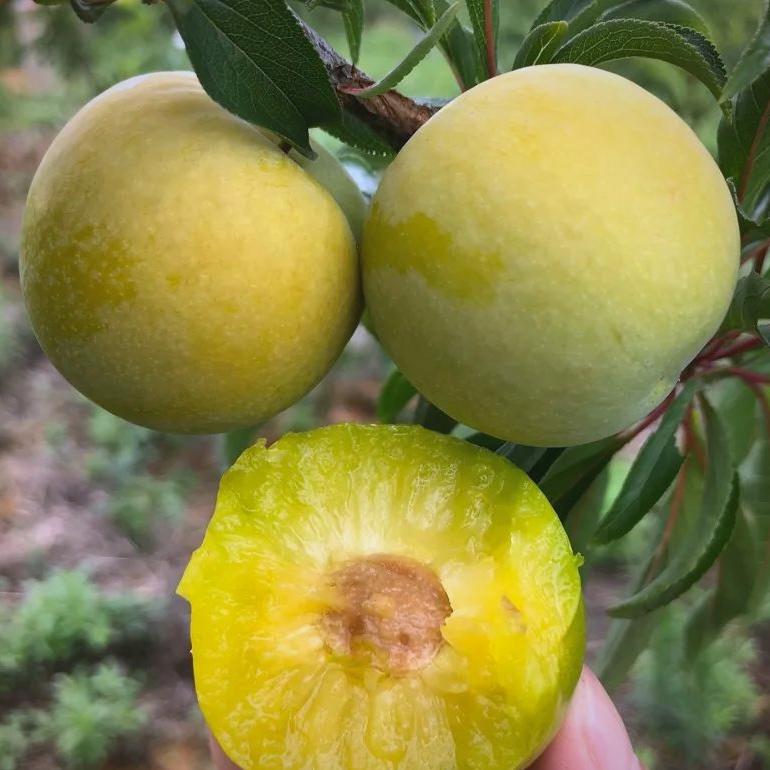 有汁有味蜂糖李生鲜