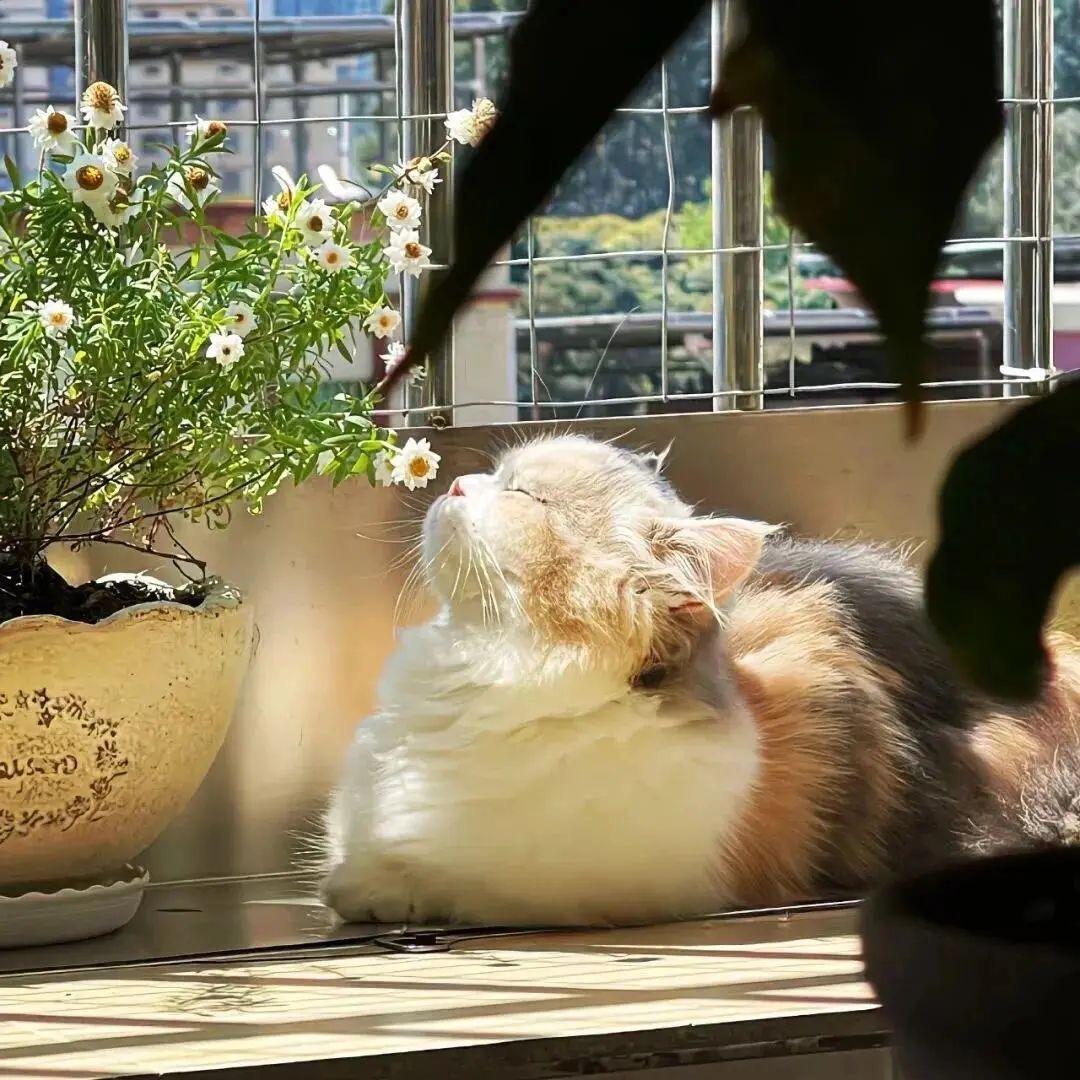 我养一只猫🐱