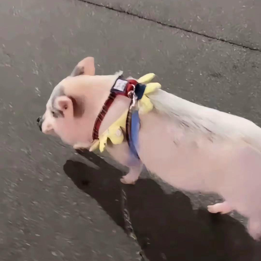 刘亦菲是我老婆