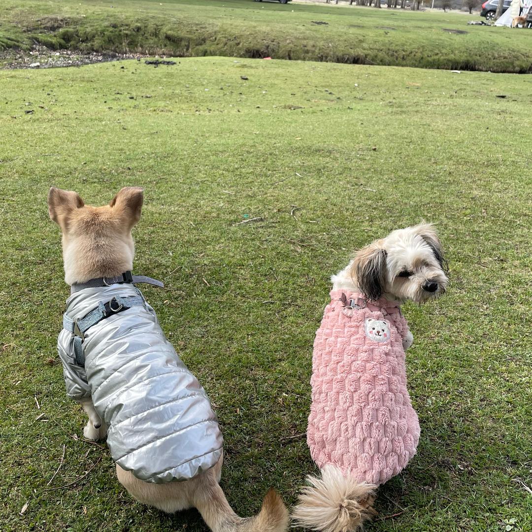柯柯西西🦮🐶