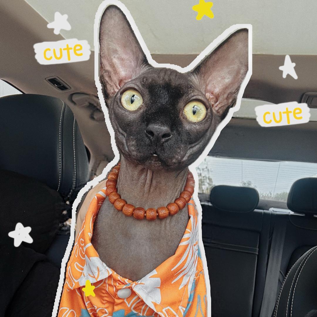 -慢热怪🐈‍⬛