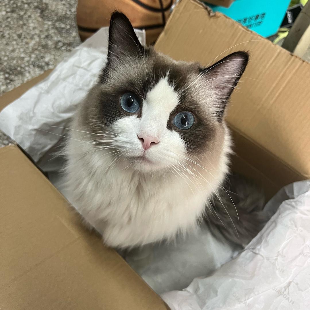 感觉你有点傻
