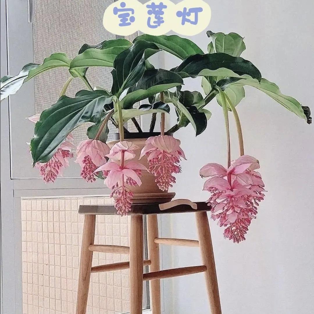 辰然花卉