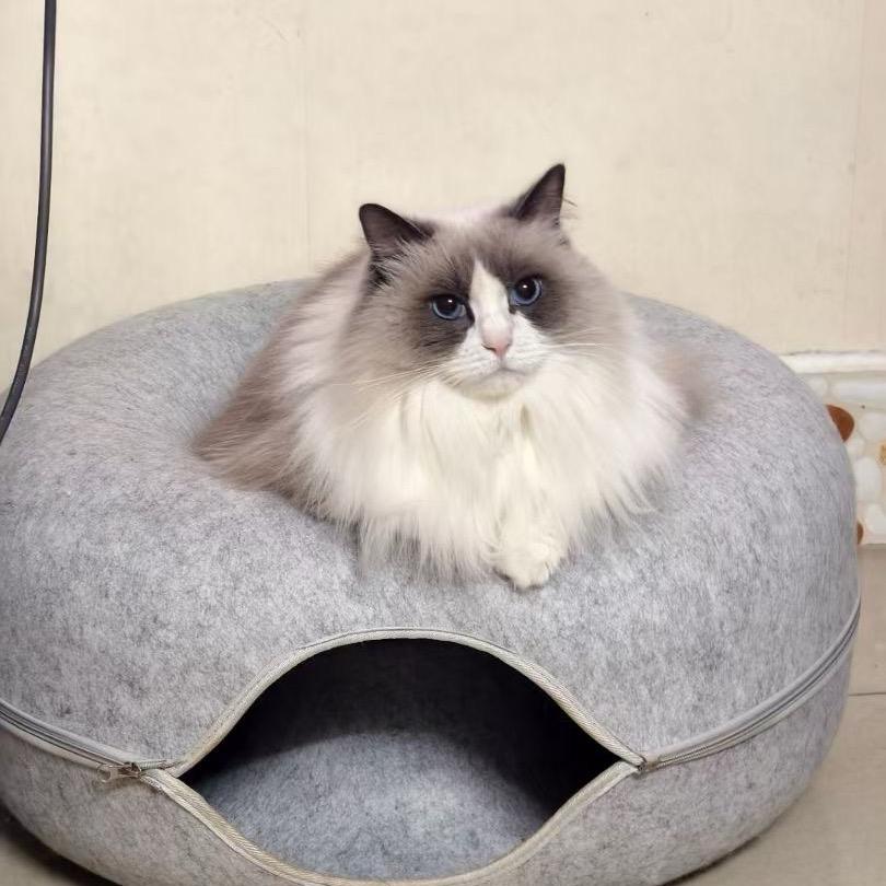 钱堡鼓鼓⌯'ᵕ'⌯