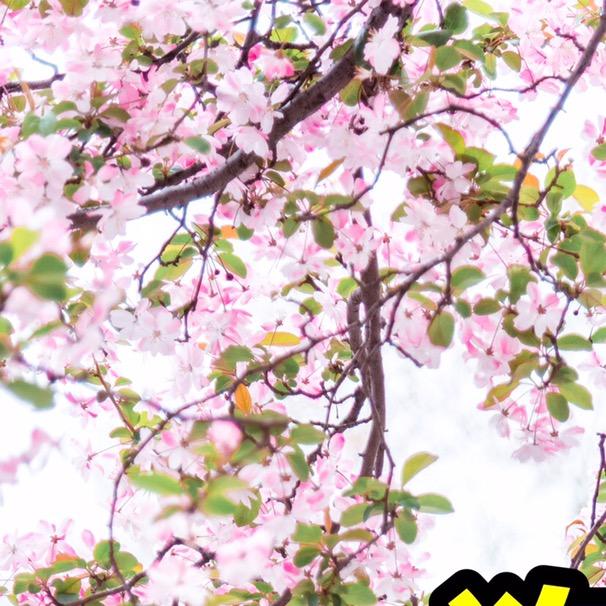 思乡