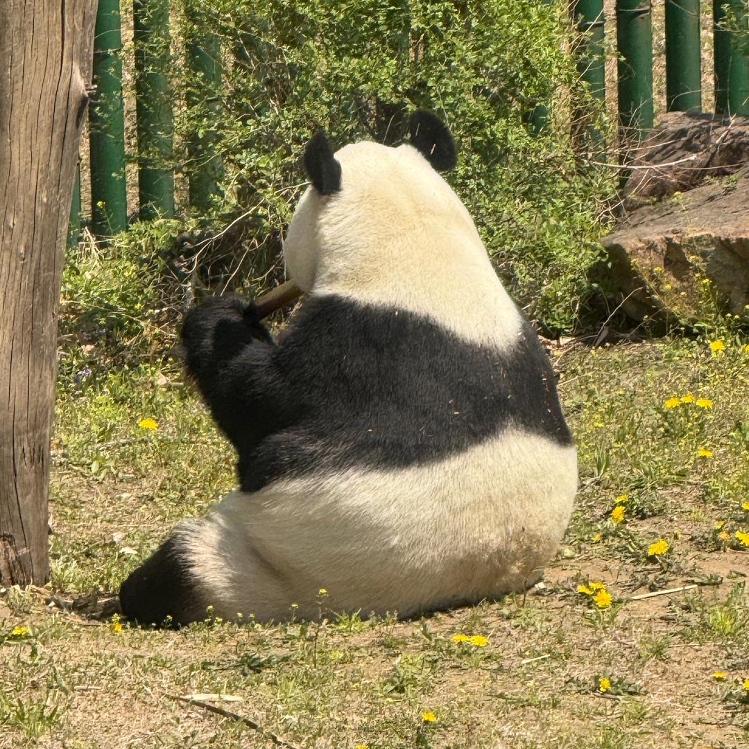 金丝小熊🐹