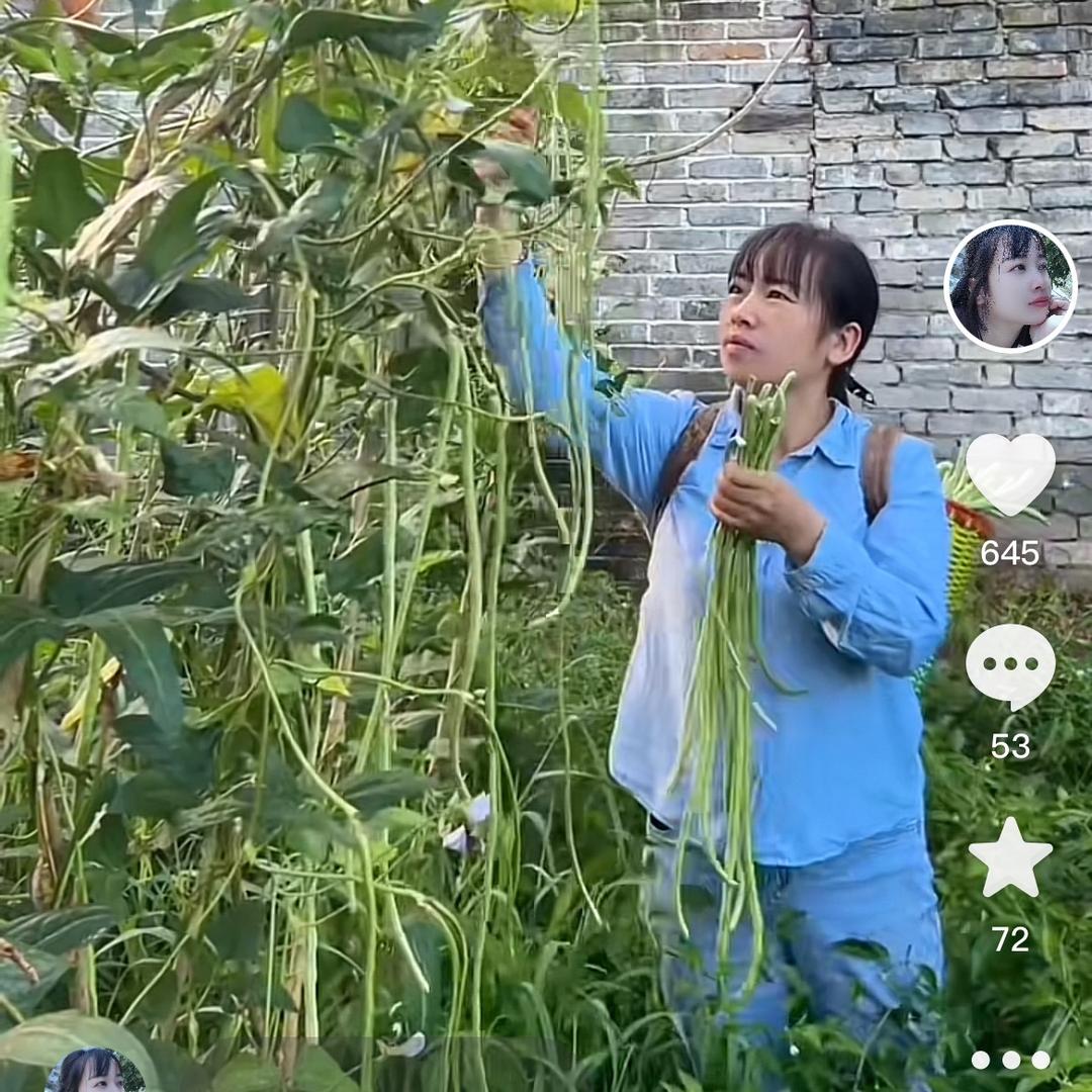农村燕子日常