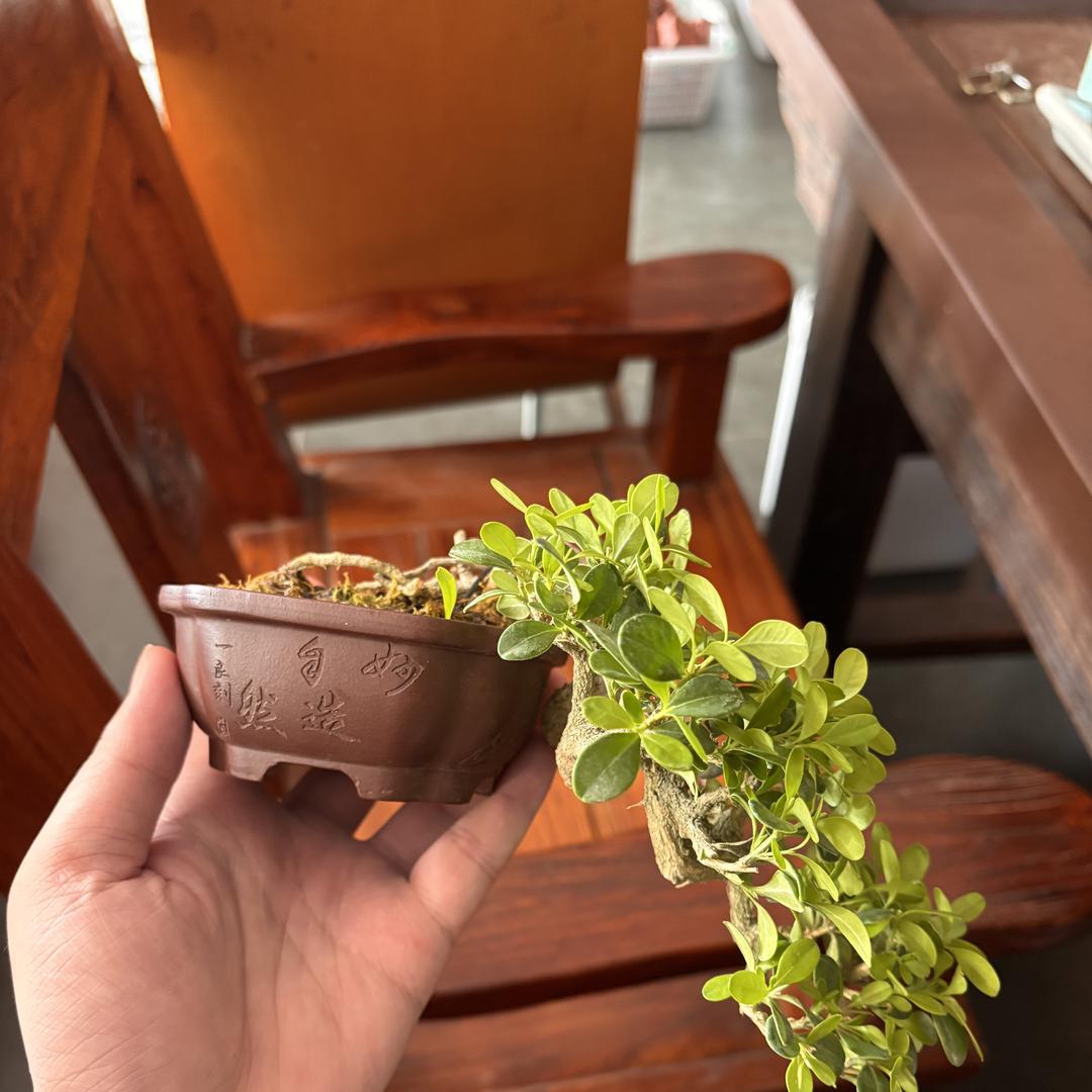 杅源盆艺