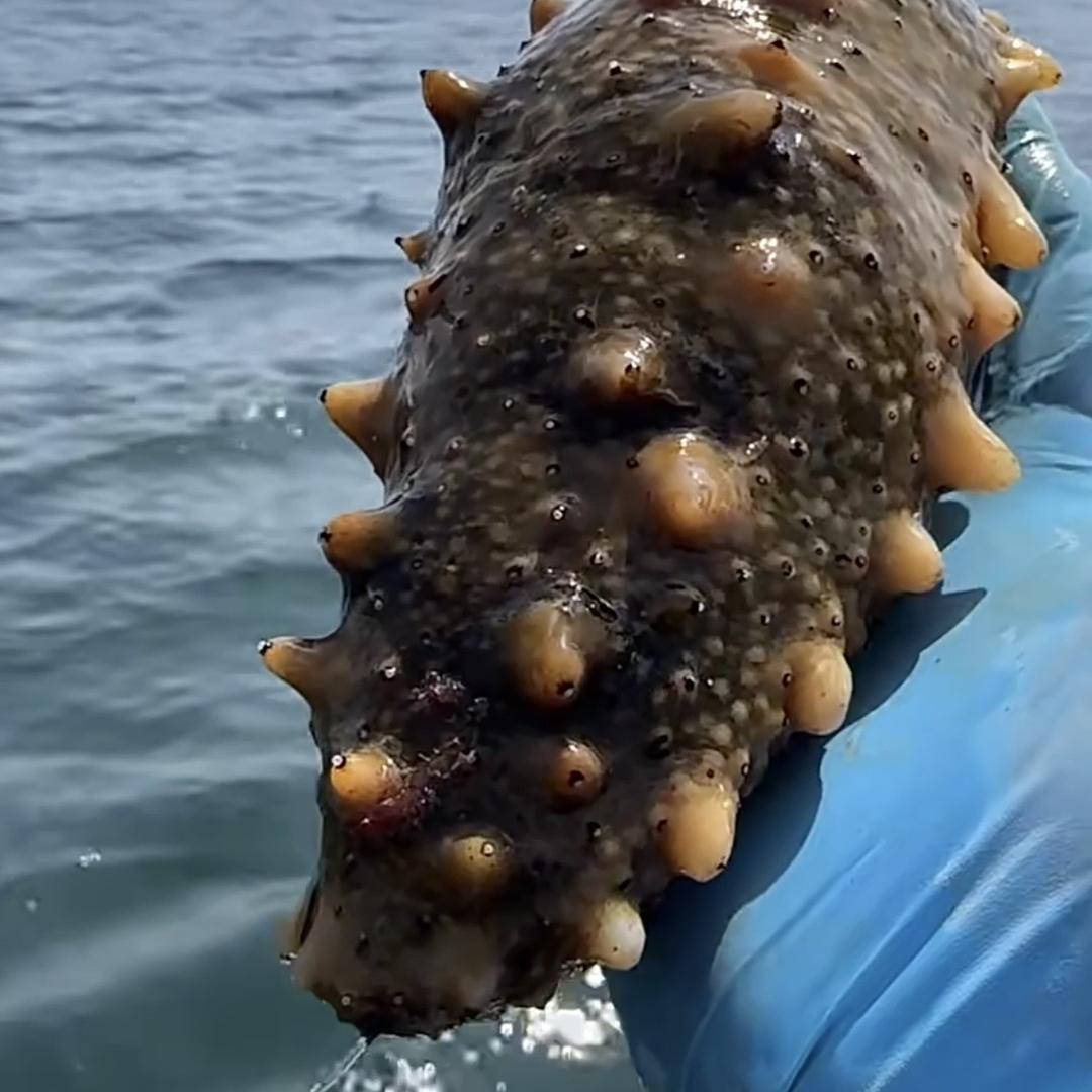 福满堂海参