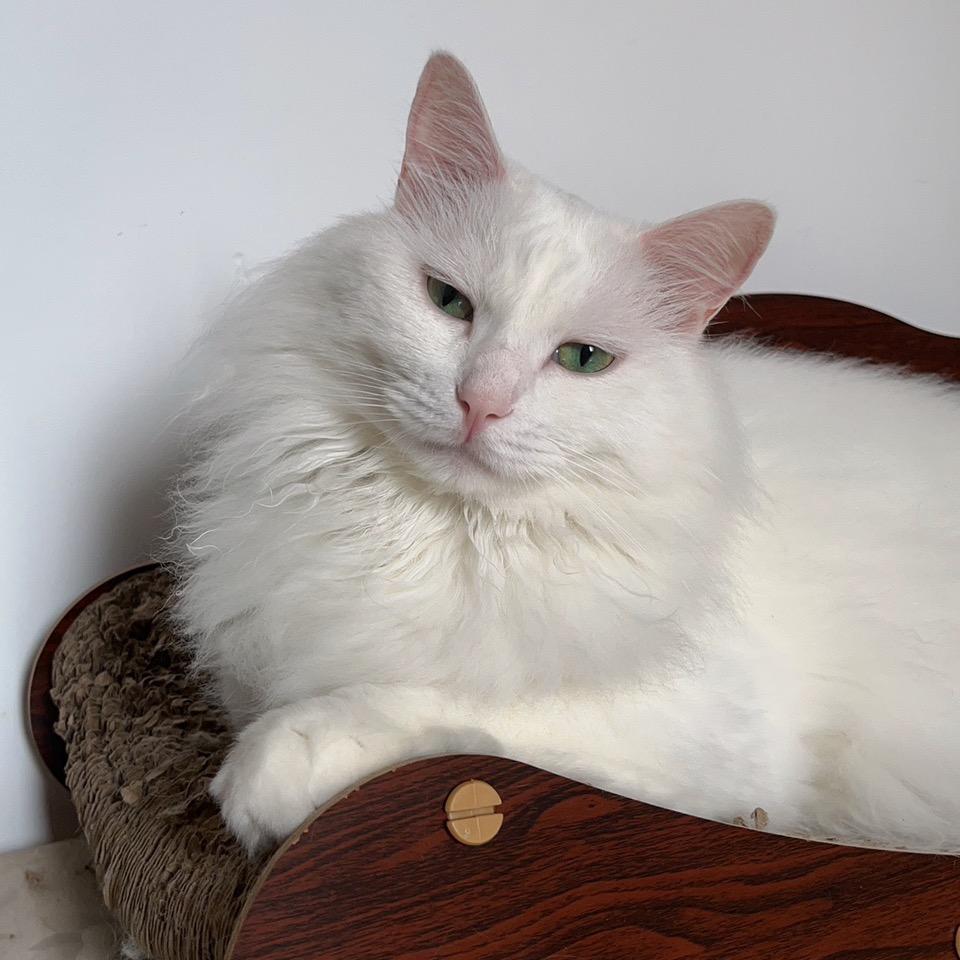 三只猫造型合集+1