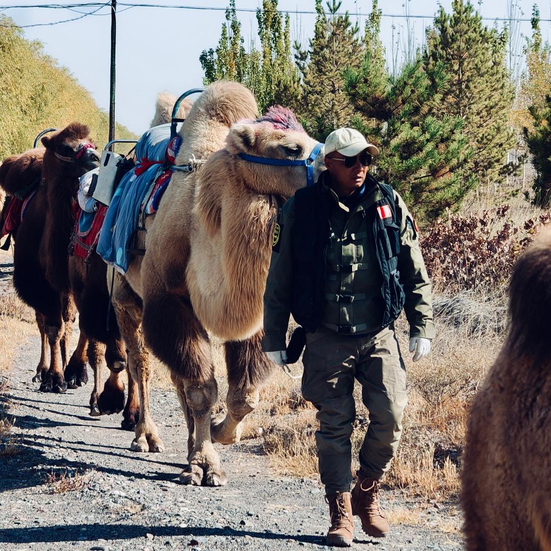 瓜州搓头哥（东天山来的骆驼队）