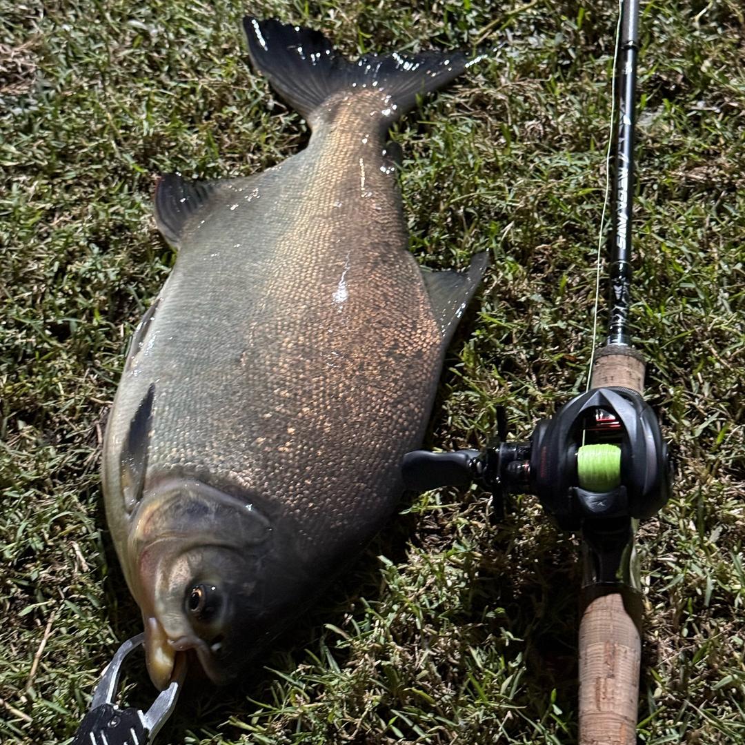 竹影清风🎣