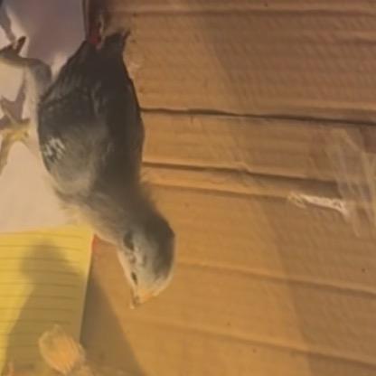 🦋🦋🦋王后余生🥒🥒🥒🐔🐣