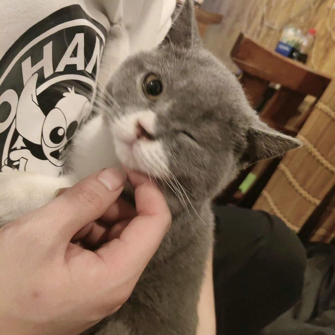 衔蝉先生