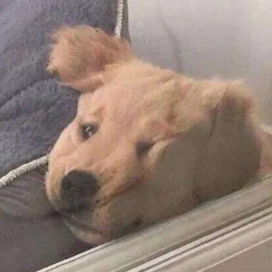 像冬天的熊