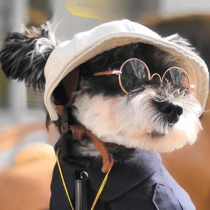 小旭哥宠物
