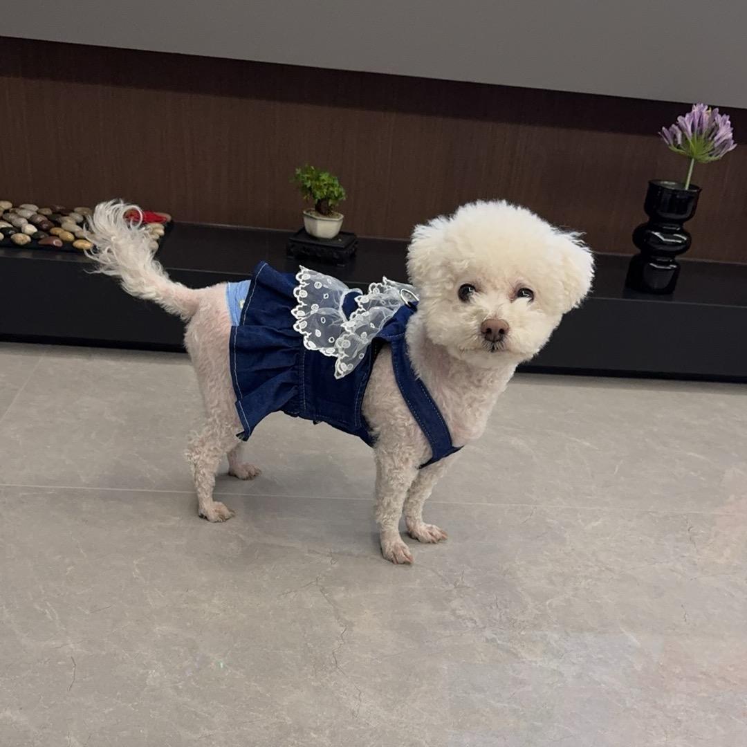 家有小宠🐶