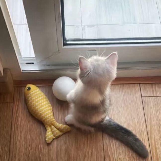 弹力猫