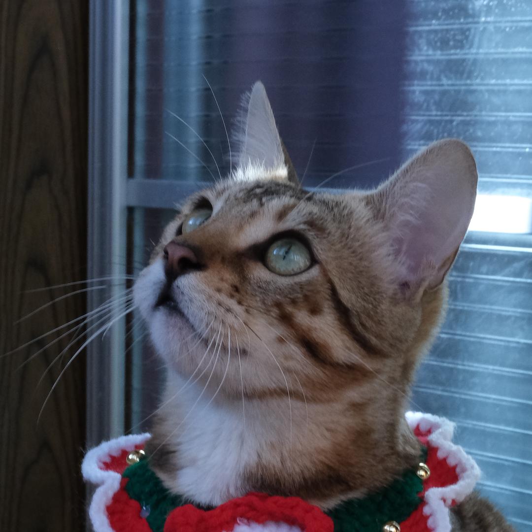 豹猫花花
